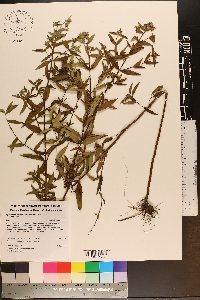 Pycnanthemum verticillatum image