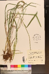 Calamagrostis porteri subsp. porteri image