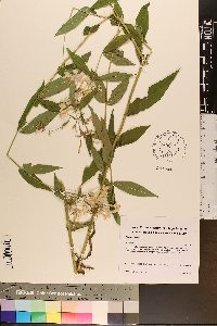 Phlox paniculata image