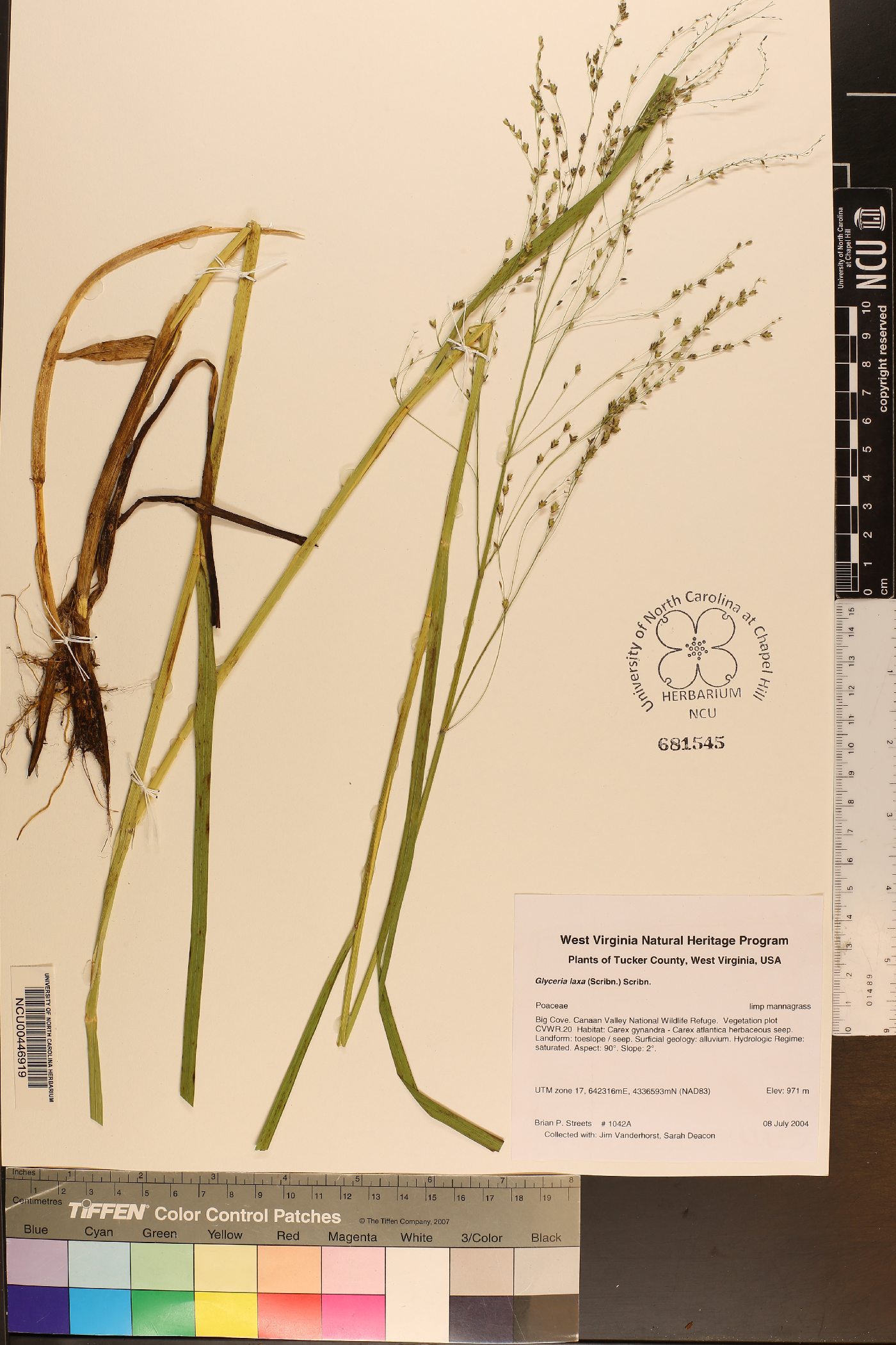 Glyceria laxa image