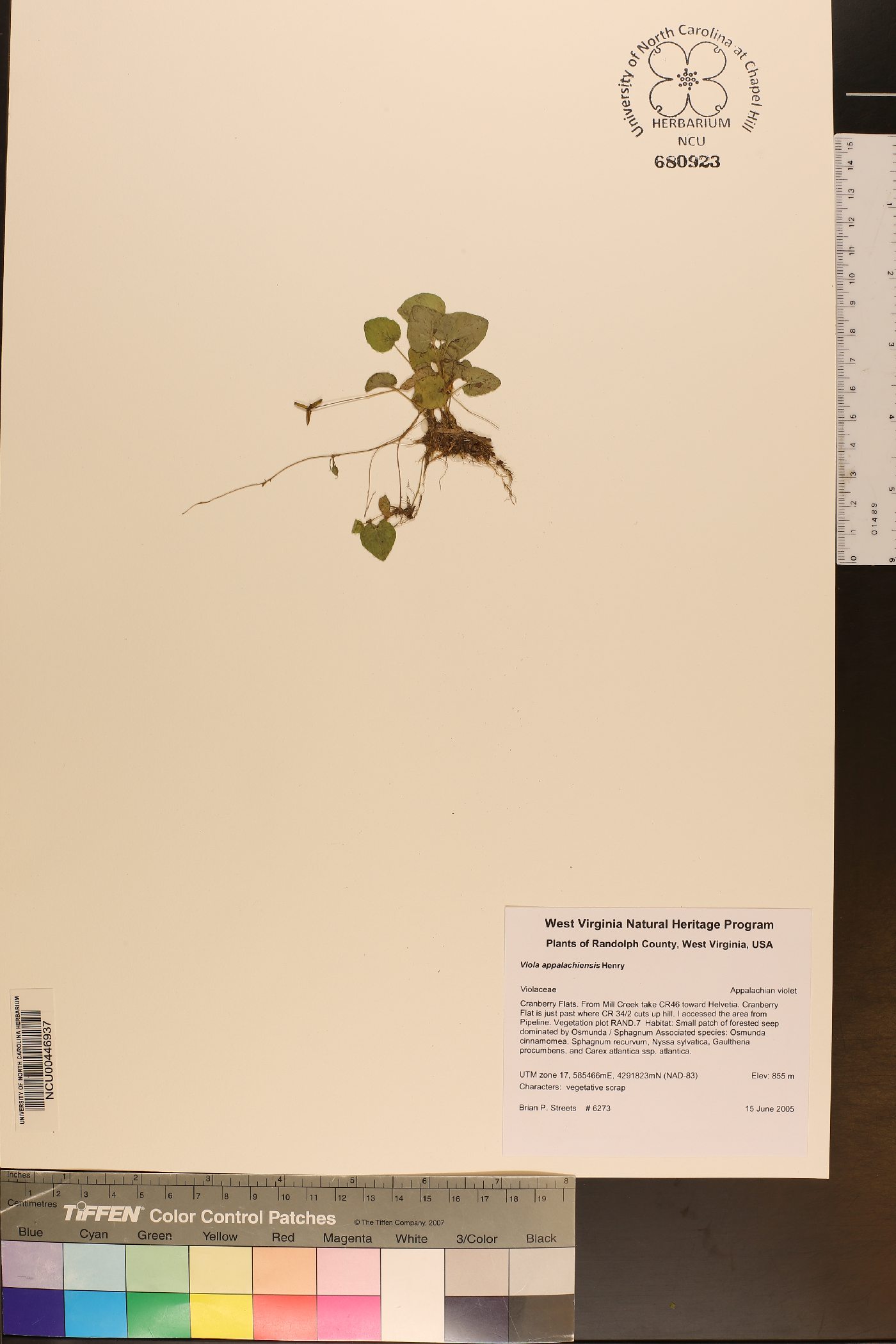 Viola appalachiensis image