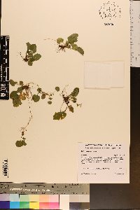 Viola appalachiensis image