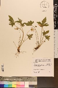 Viola palmata var. triloba image