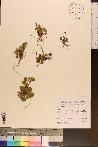 Viola walteri image