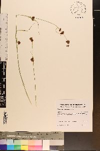 Rhynchospora capitellata image