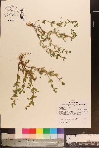 Lindernia dubia var. dubia image