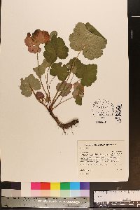 Heuchera americana image