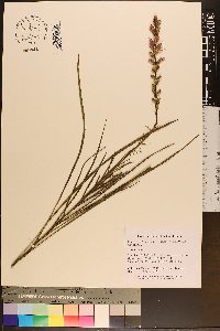 Liatris spicata image