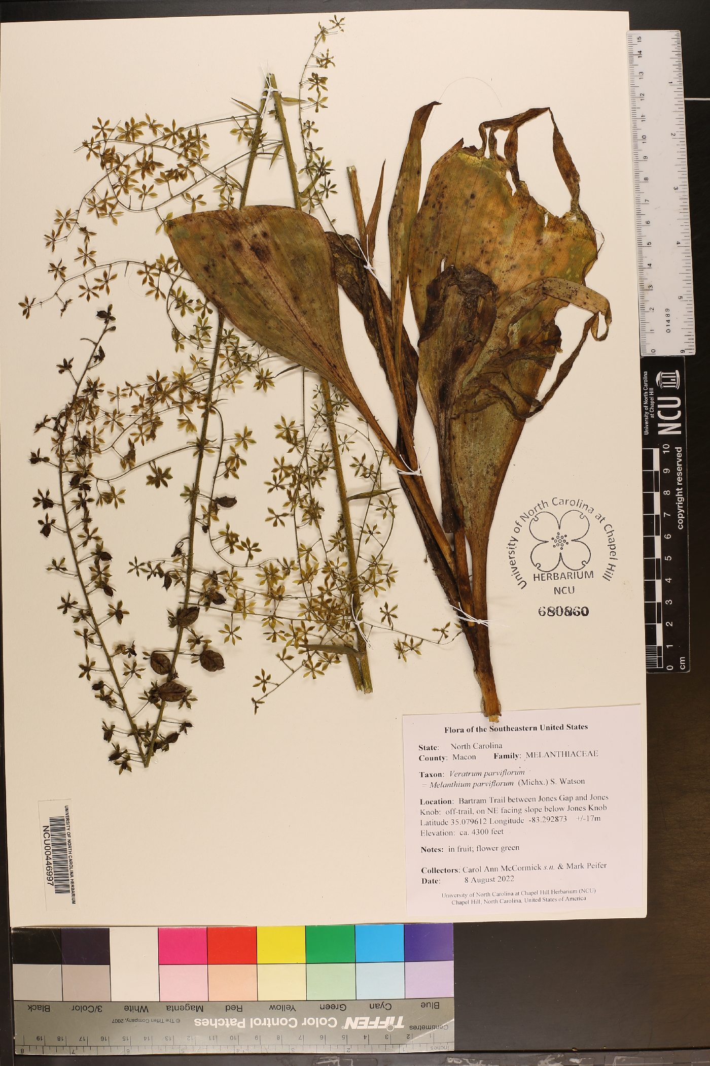 Veratrum parviflorum image