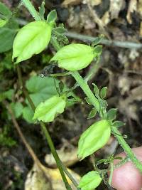 Veratrum parviflorum image