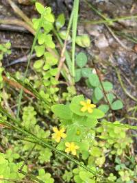 Hypericum mutilum var. mutilum image