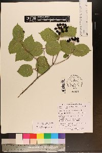 Viburnum rafinesqueanum image