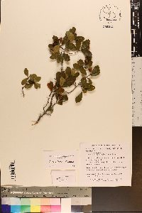 Crataegus uniflora image