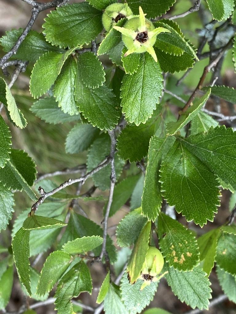 Crataegus uniflora image