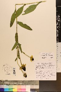 Rudbeckia hirta var. pulcherrima image