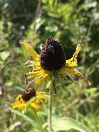 Rudbeckia hirta var. pulcherrima image