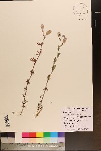 Trifolium arvense image