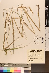 Calamagrostis canadensis var. canadensis image