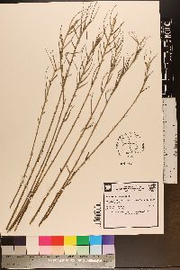 Spartina patens image