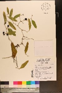 Smilax auriculata image