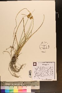 Cyperus elegans image