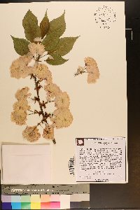 Prunus serrulata image