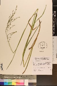 Glyceria canadensis image