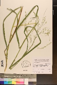 Glyceria canadensis image