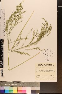 Glyceria canadensis image