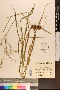 Glyceria canadensis image