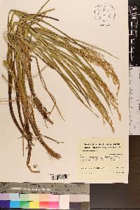 Glyceria canadensis image