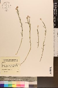 Polygala sanguinea image