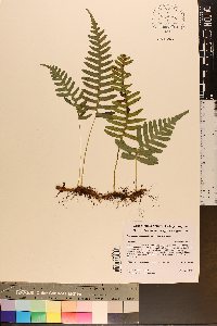 Polypodium appalachianum image