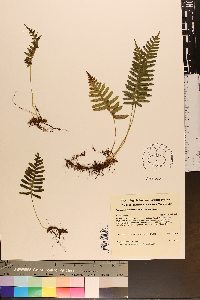 Polypodium appalachianum image