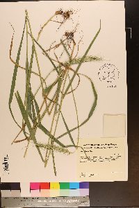 Elymus riparius image