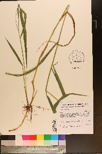 Elymus riparius image