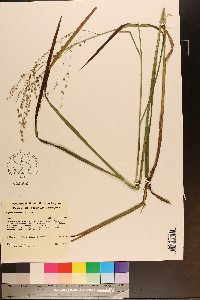 Glyceria canadensis image