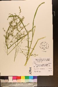 Glyceria canadensis image