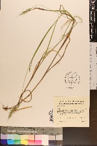 Elymus riparius image