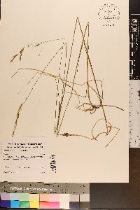 Schizachne purpurascens image