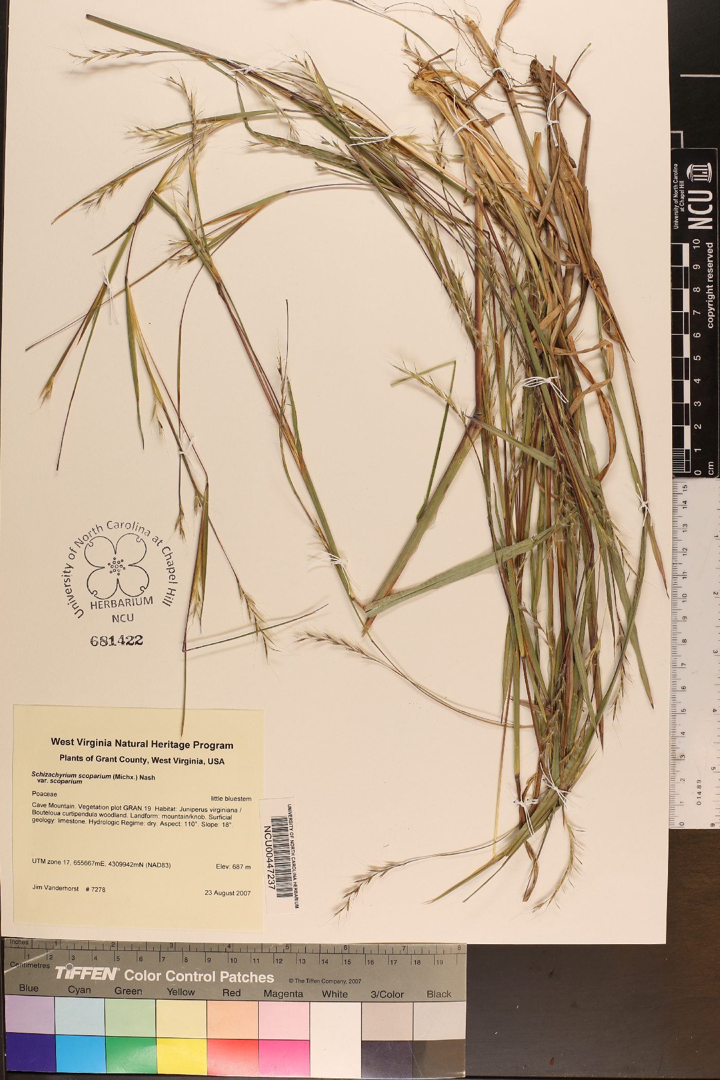 Schizachyrium scoparium var. scoparium image