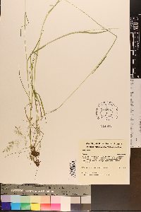 Poa trivialis image