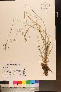 Poa cuspidata image