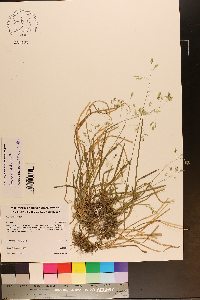 Poa cuspidata image