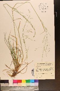 Poa alsodes image