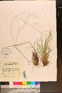 Poa alsodes image