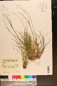 Poa alsodes image