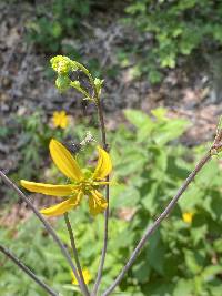 Silphium compositum image