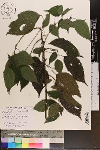 Image Associated With the Occurence