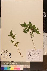 Ailanthus altissima image